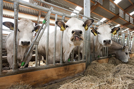 Fotogalerie Dvůr Seletice